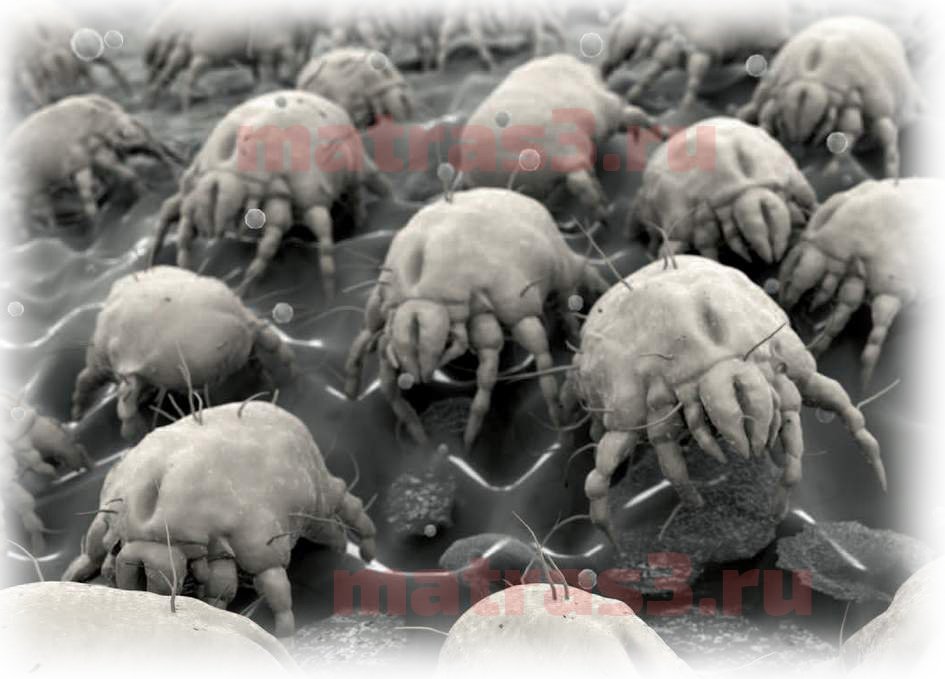 Пылевые Клещи Фото Под Микроскопом
